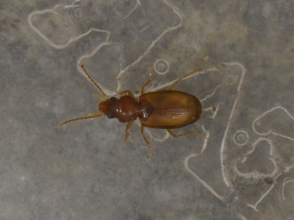 Paratachys micros (cf.)